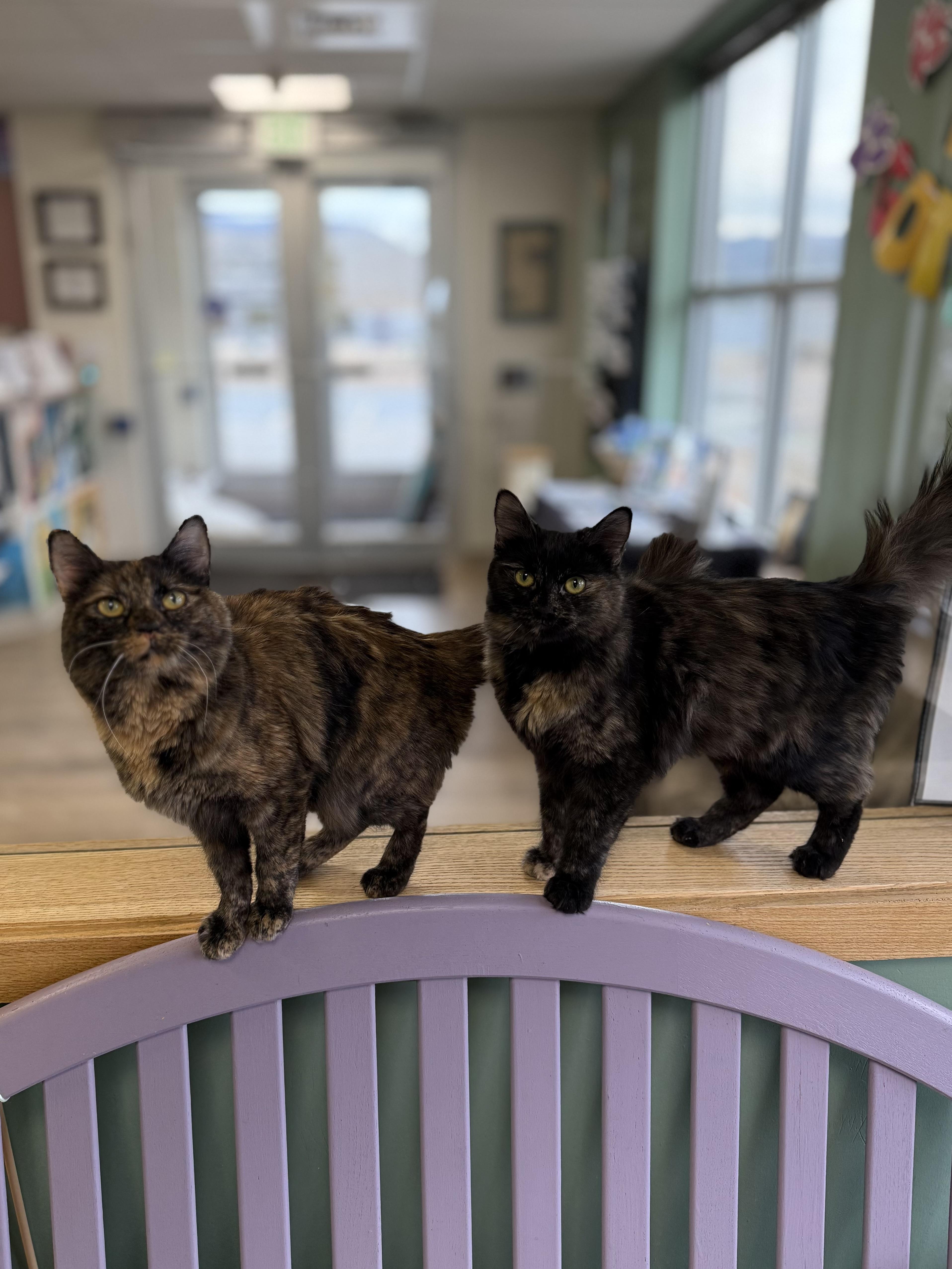 Enlarge Nebula, a ADOPTABLE mixed breed in Eagle, CO image 3/5