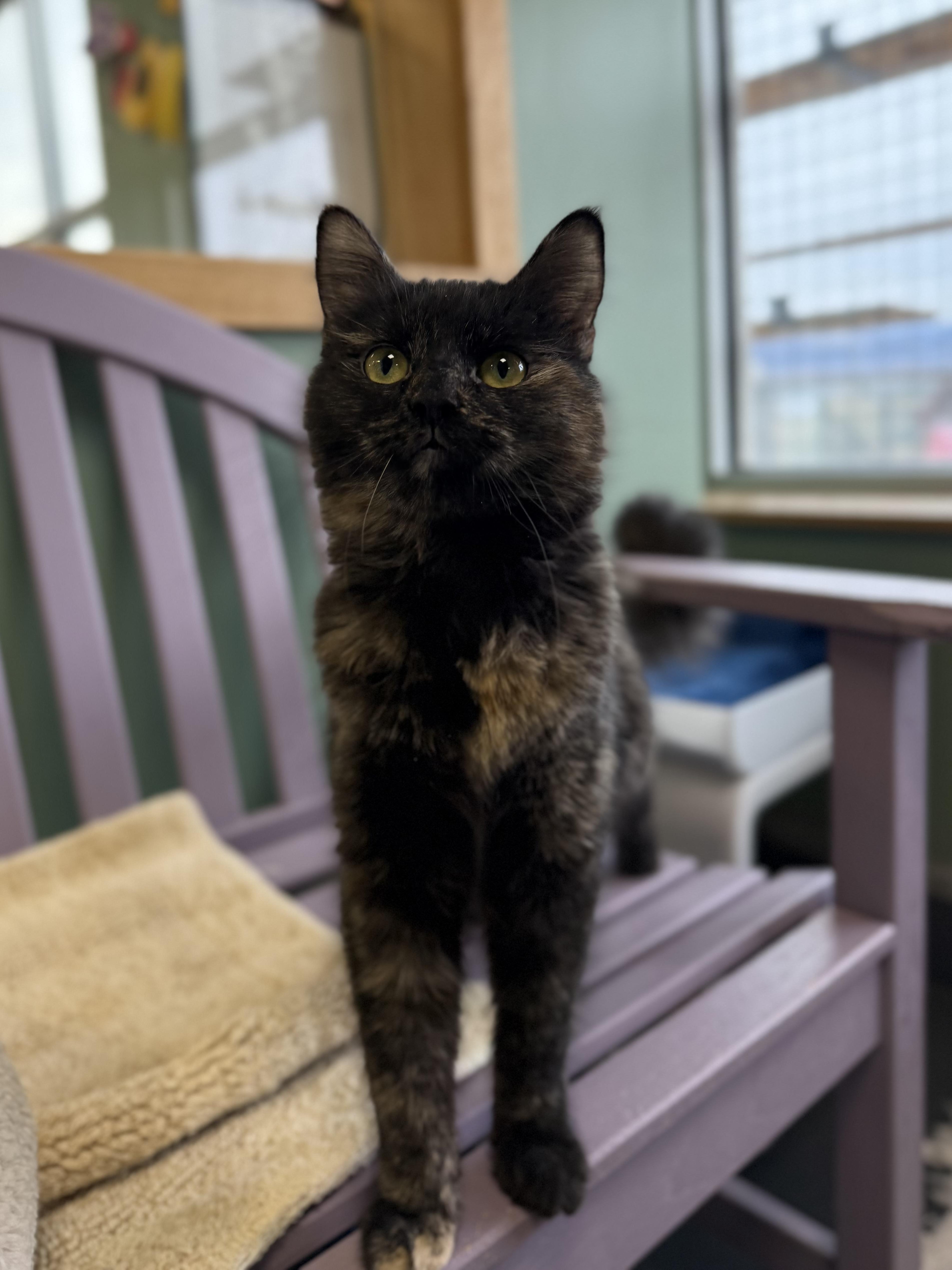 Enlarge Nebula, a ADOPTABLE mixed breed in Eagle, CO image 1/5