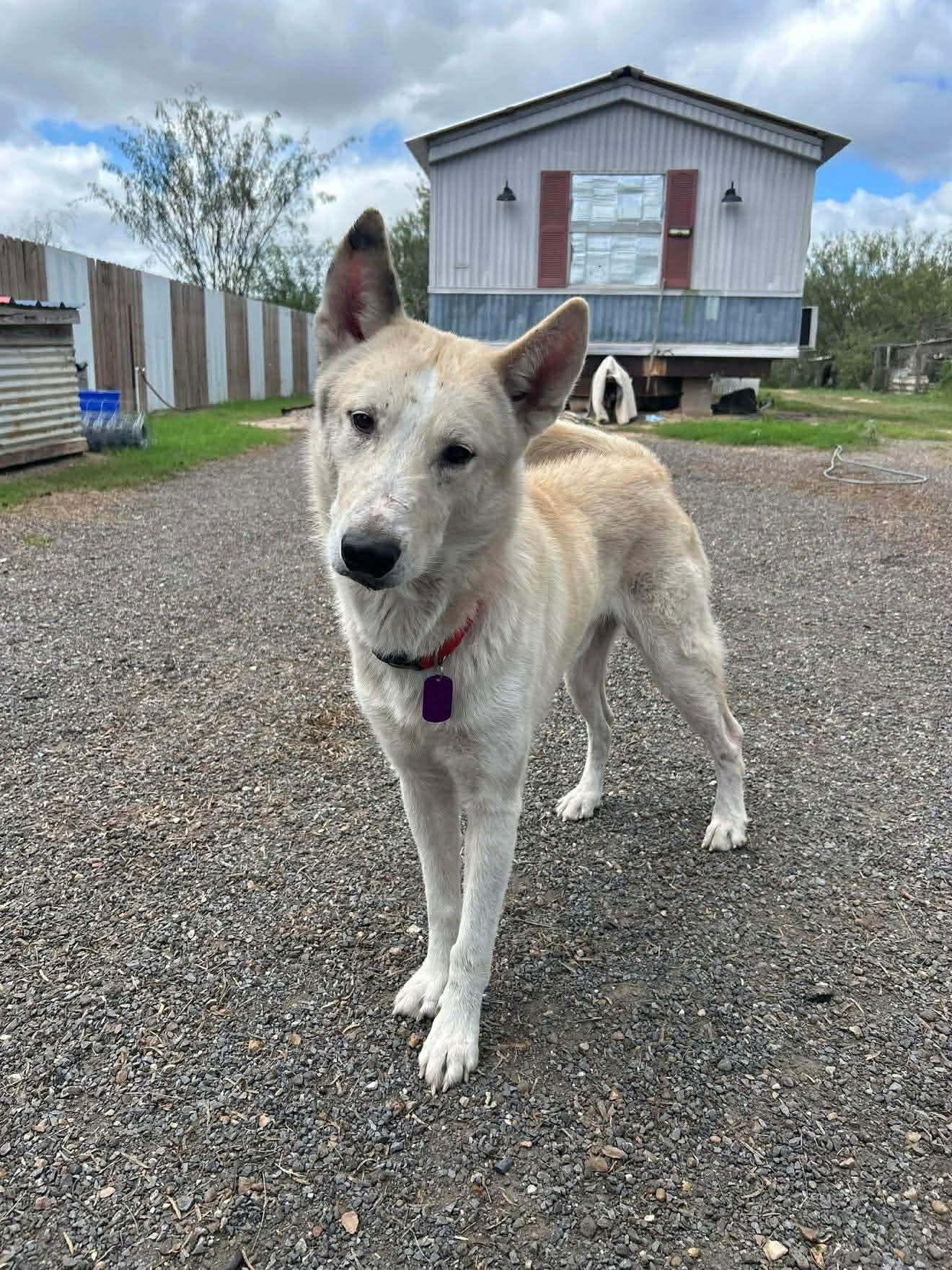 Tanner, a Adoptable Husky in Lebanon, TN image 1/3