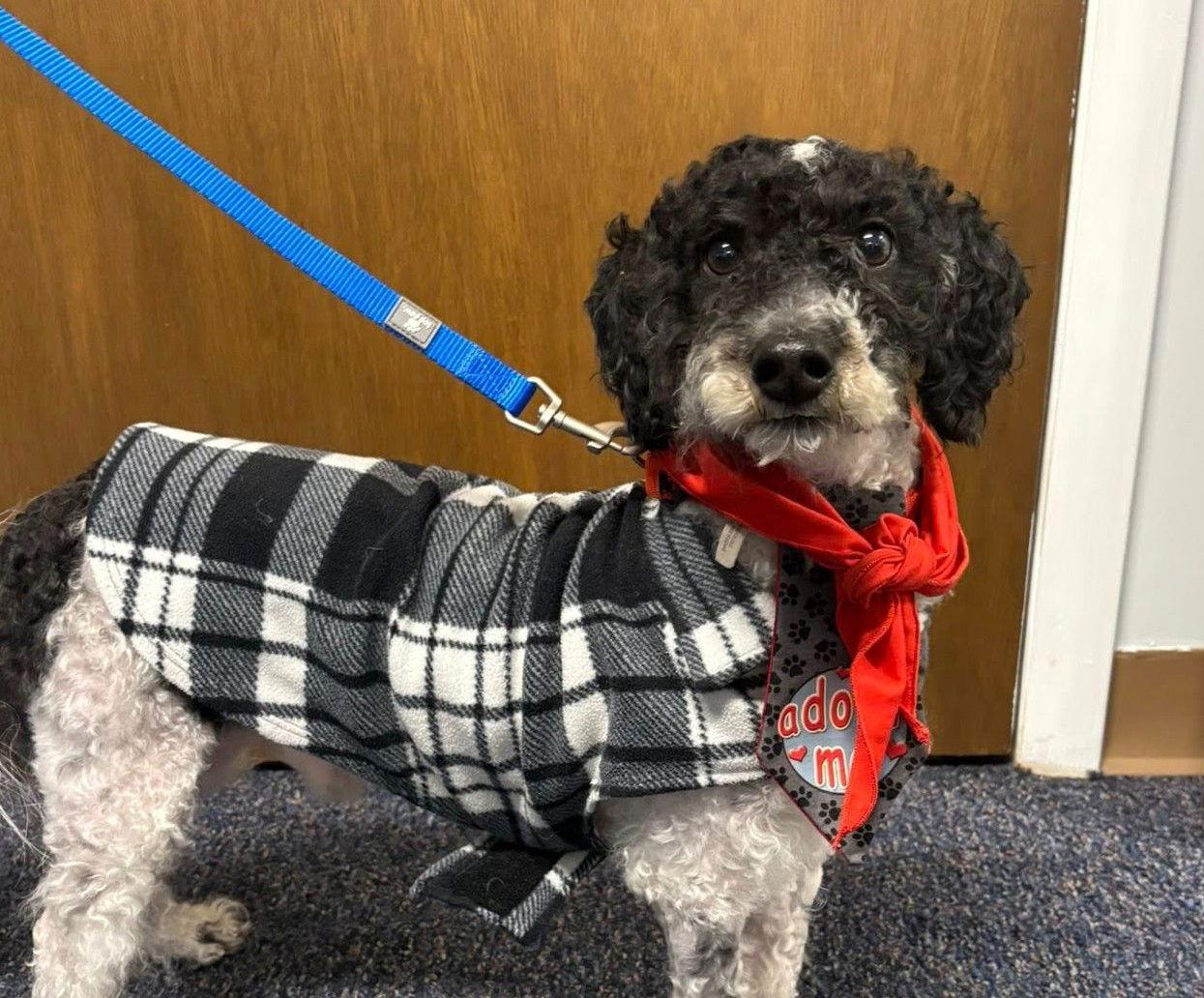 Tolik, a Adoptable Poodle in Lancaster, PA image 1/2