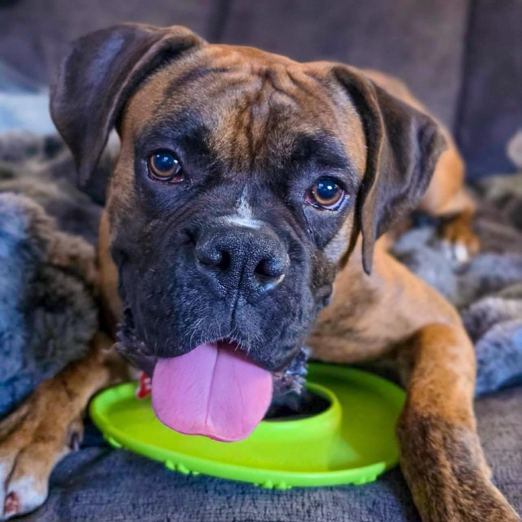 Lucy (Lucifer), Adoptable, Adult Male Boxer.