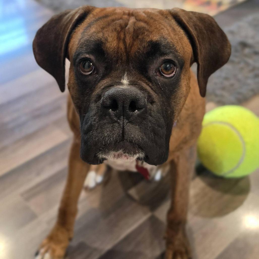 Lucy, a Adoptable Boxer in McMinnville, OR image 1/5