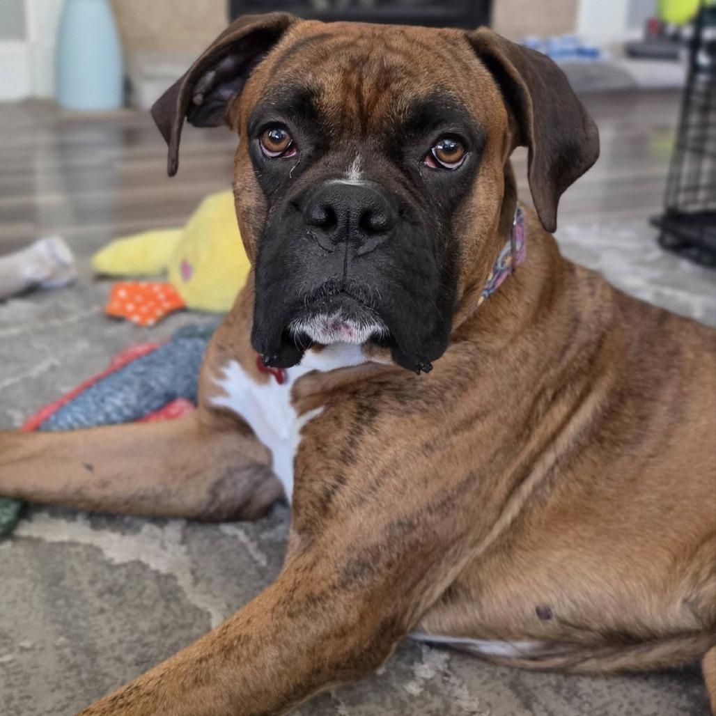 Lucy, a Adoptable Boxer in McMinnville, OR image 2/5