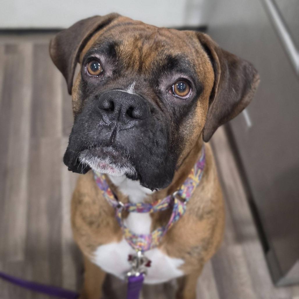 Lucy, a Adoptable Boxer in McMinnville, OR image 3/5