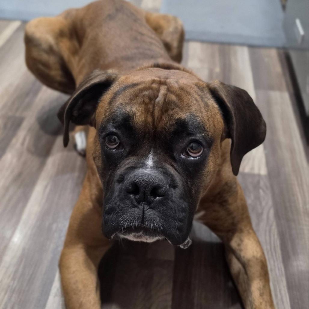 Lucy, a Adoptable Boxer in McMinnville, OR image 4/5