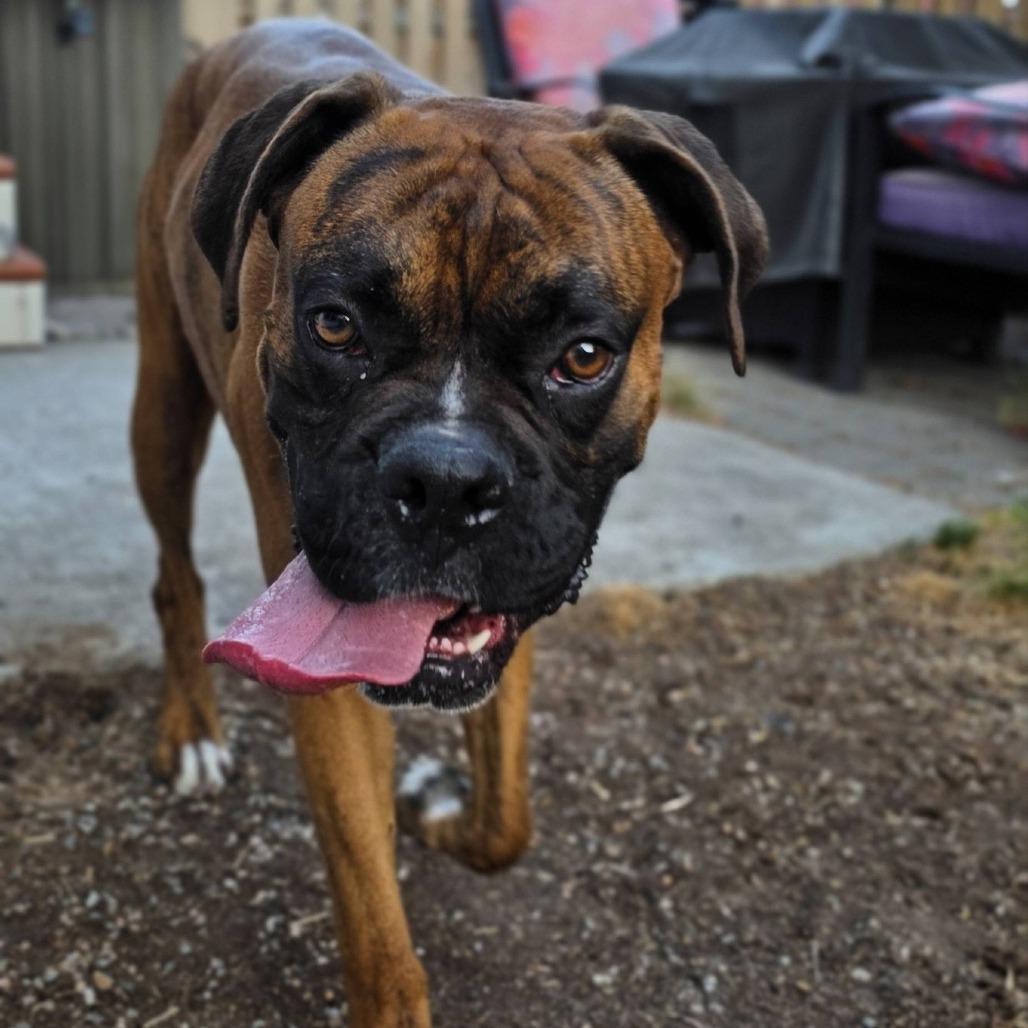 Lucy, a Adoptable Boxer in McMinnville, OR image 5/5