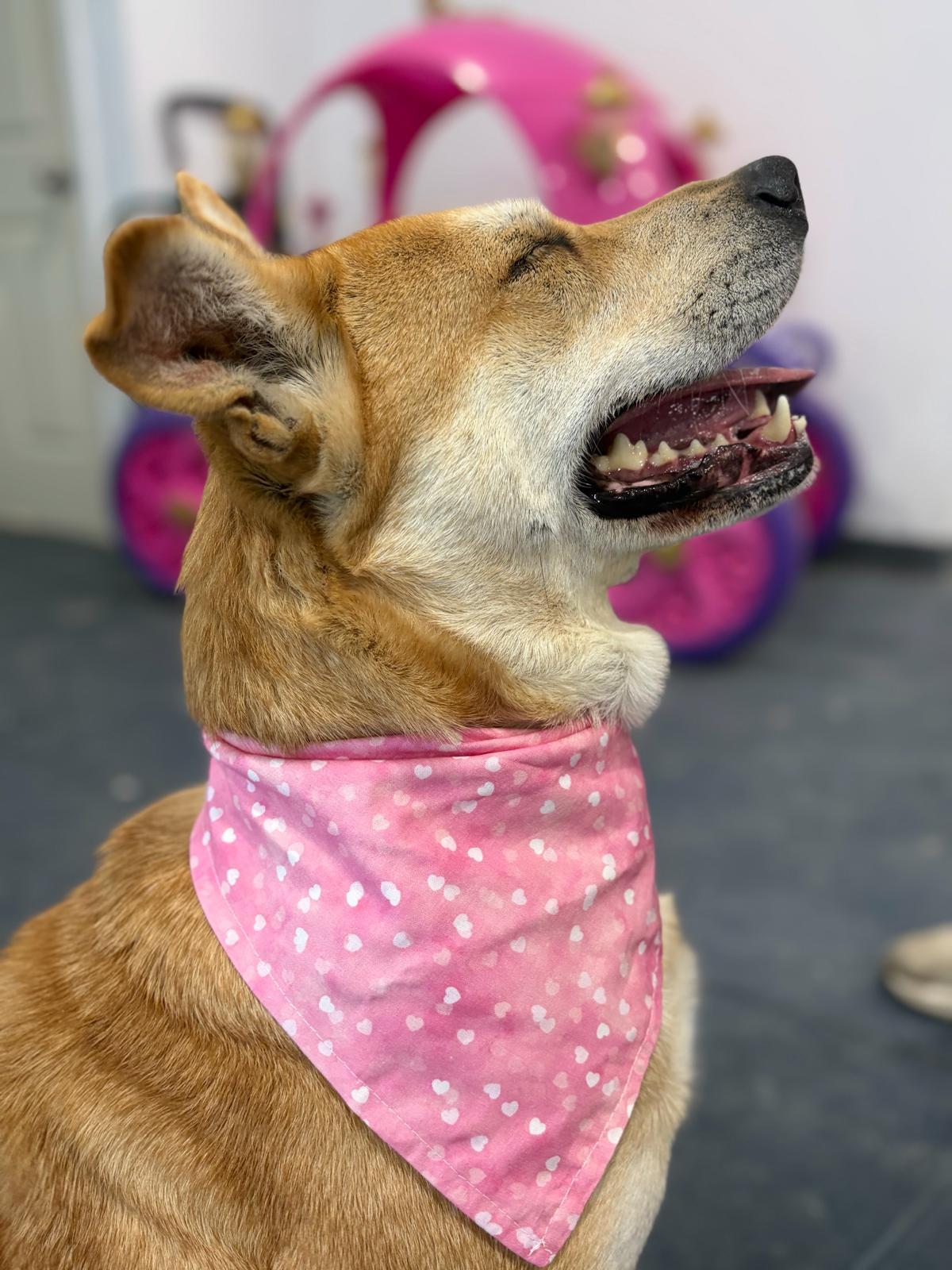 Sierra, Adoptable, Young Female Shepherd & Labrador Retriever.
