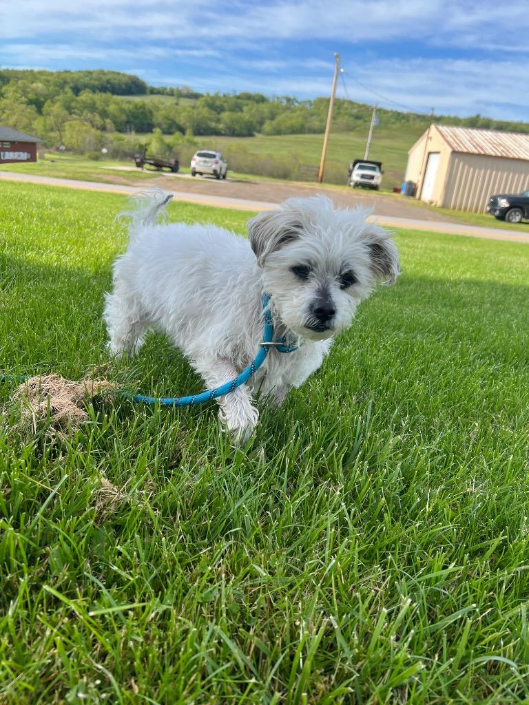 Chase, Adopted, Senior Male Shih Tzu.