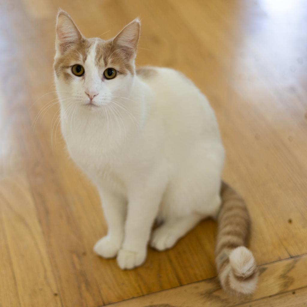 Romper, Adoptable, Adult Male Domestic Short Hair.