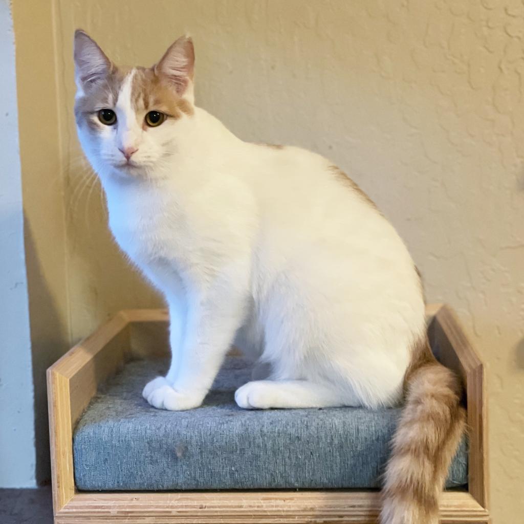 Romper, a Adoptable Domestic Short Hair in Morgan Hill, CA image 3/3