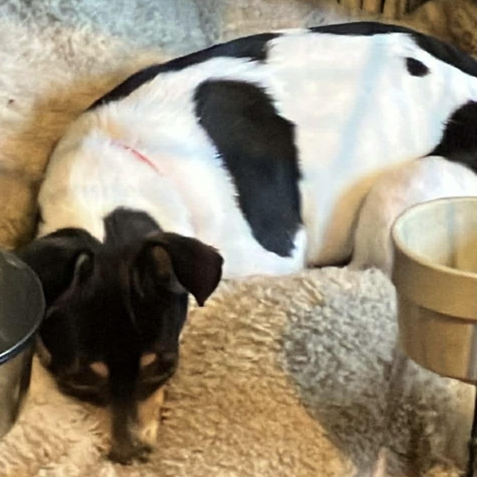 Enlarge Callie, an adopted mixed breed in Coldwater, MI image 2/2