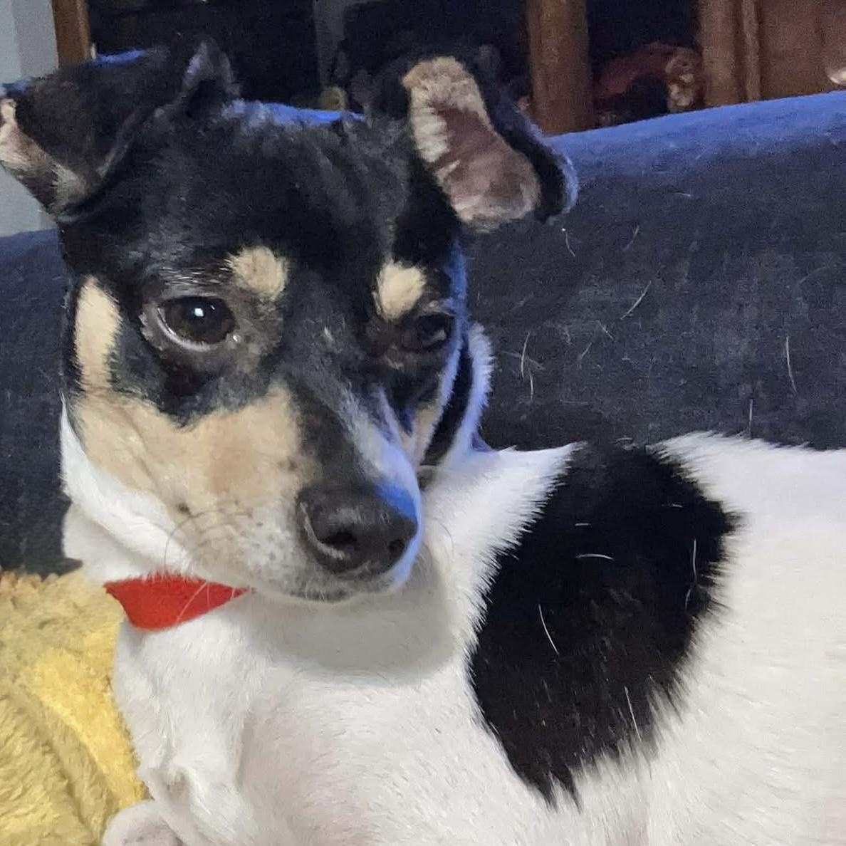 Enlarge Callie, an adopted mixed breed in Coldwater, MI image 1/2