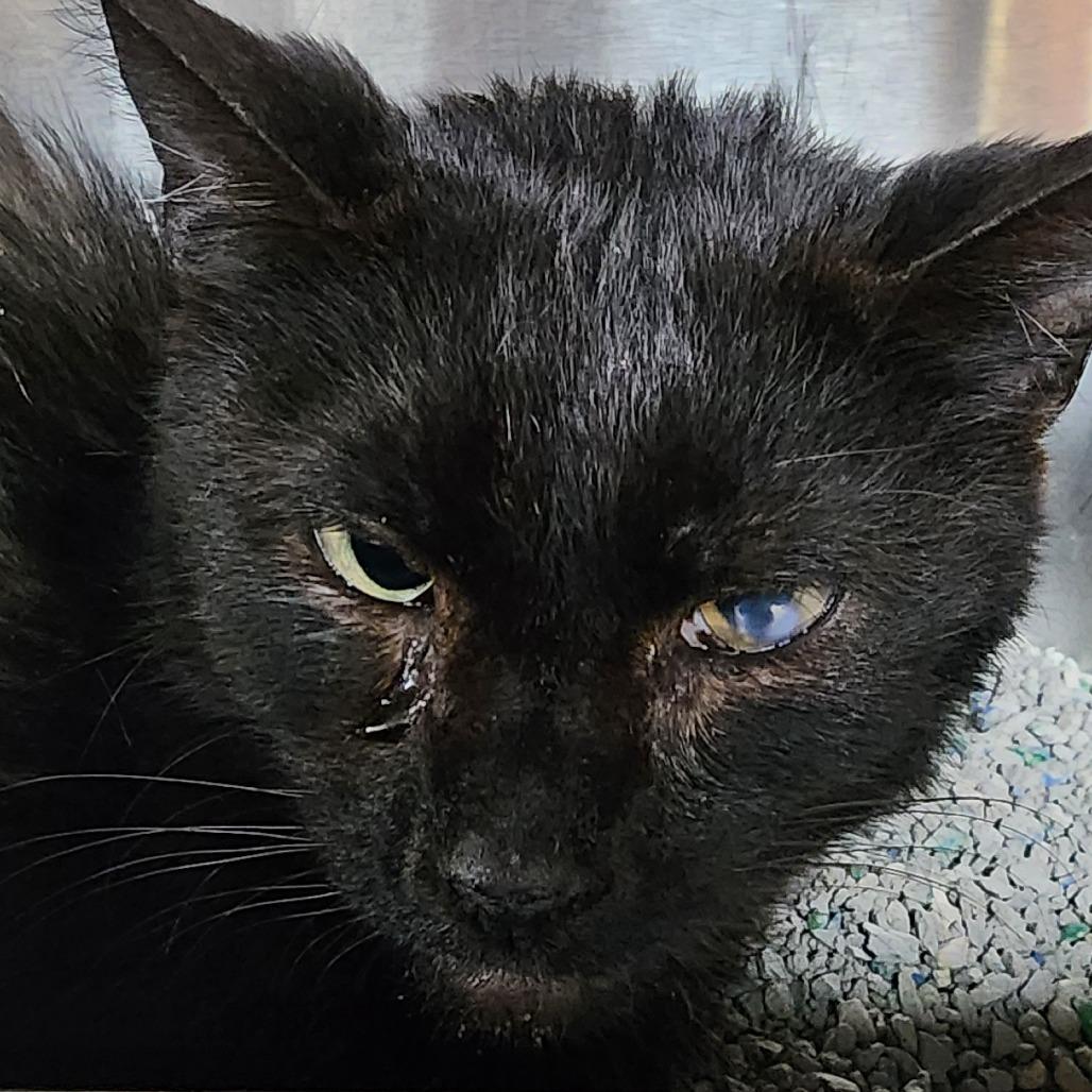 Enlarge Brownie, a Adoptable Domestic Short Hair in Shinnston, WV image 1/2