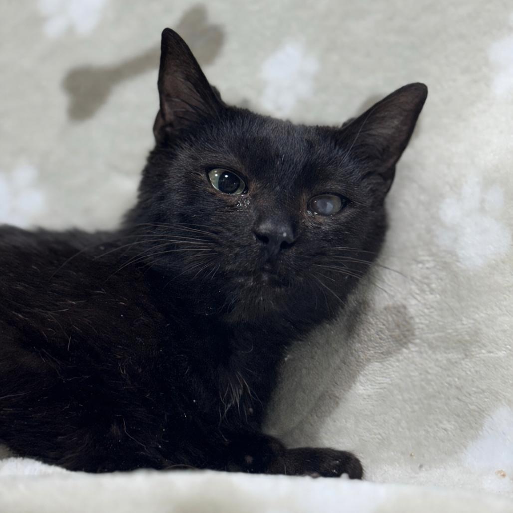 Enlarge Brownie, a Adoptable Domestic Short Hair in Shinnston, WV image 2/2
