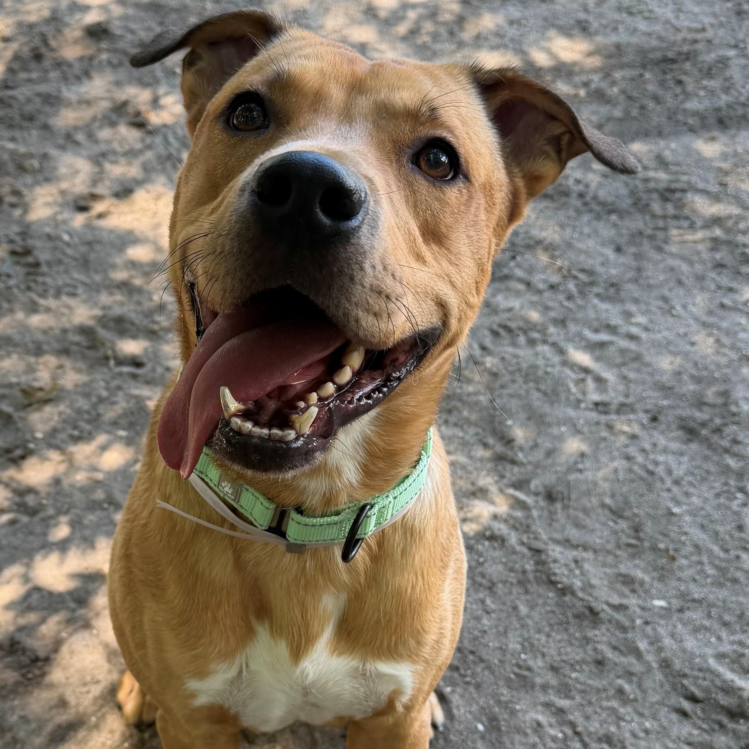 Archie, Adopted, Adult Male Mixed Breed.