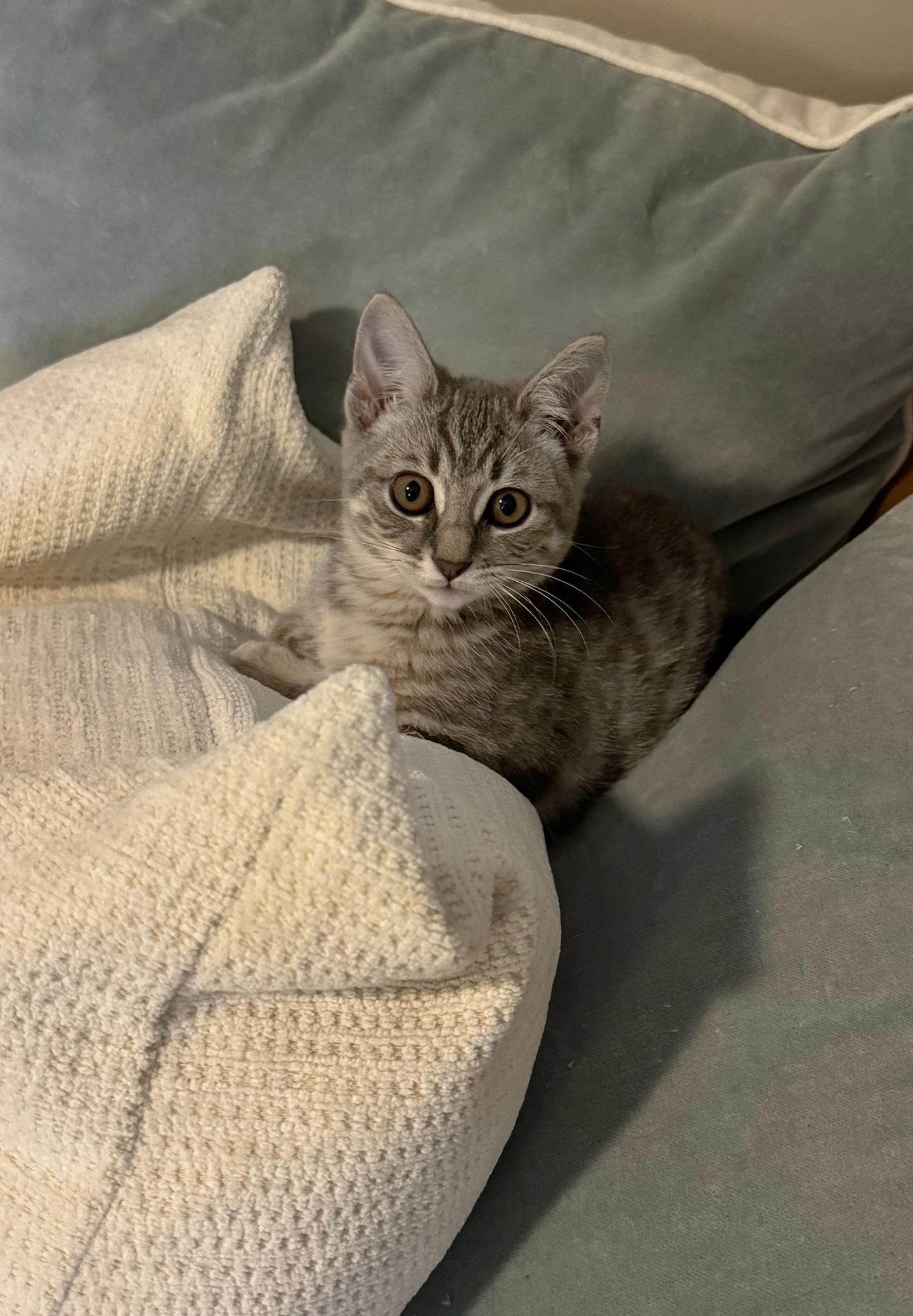 Enlarge Pignoli Aspen, an adopted Domestic Short Hair in Philadelphia, PA image 1/6