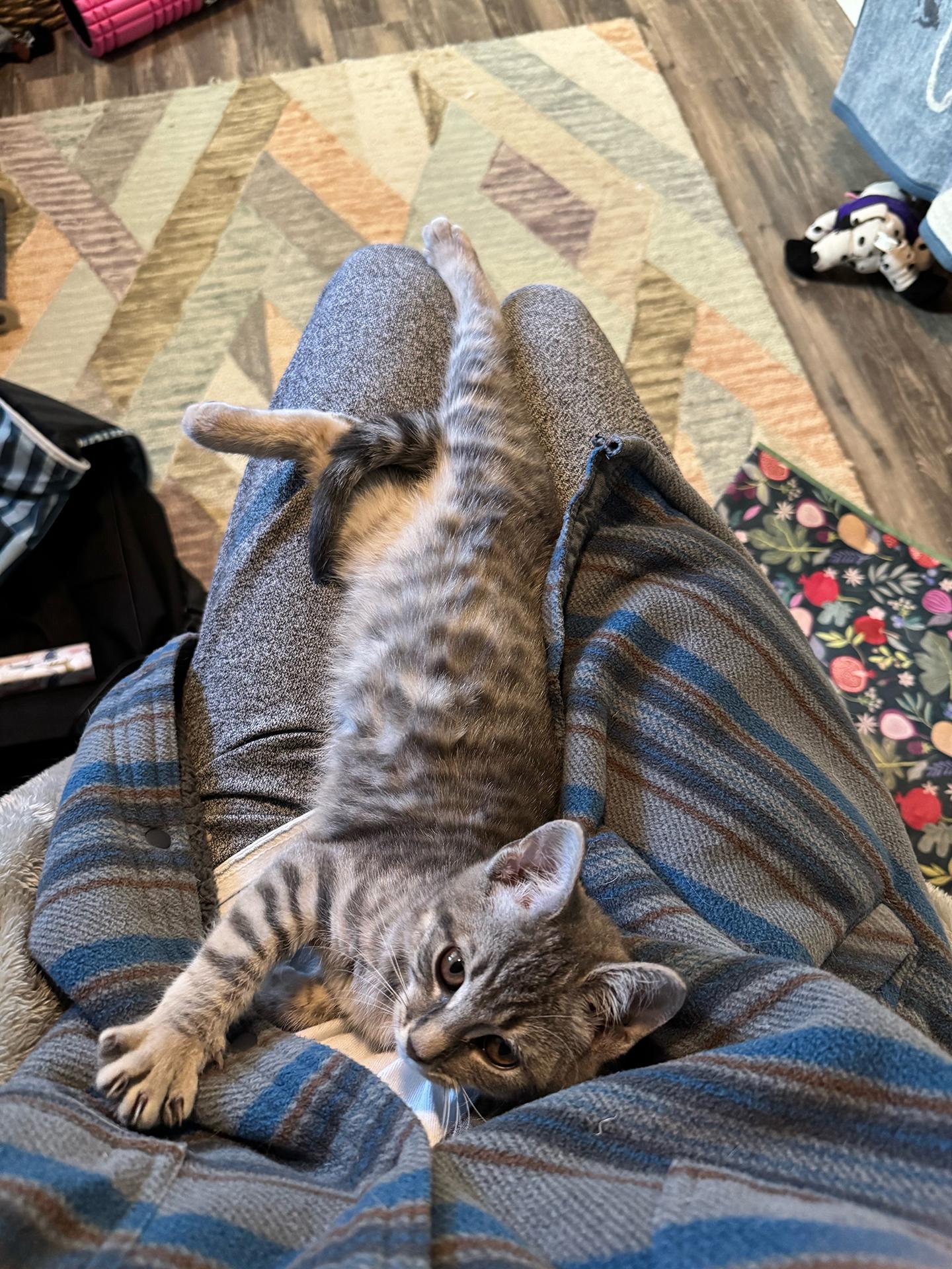 Enlarge Pignoli Aspen, an adopted Domestic Short Hair in Philadelphia, PA image 2/6