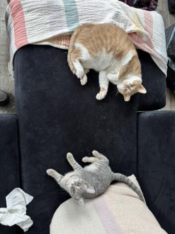 Enlarge Pignoli Aspen, an adopted Domestic Short Hair in Philadelphia, PA image 3/6