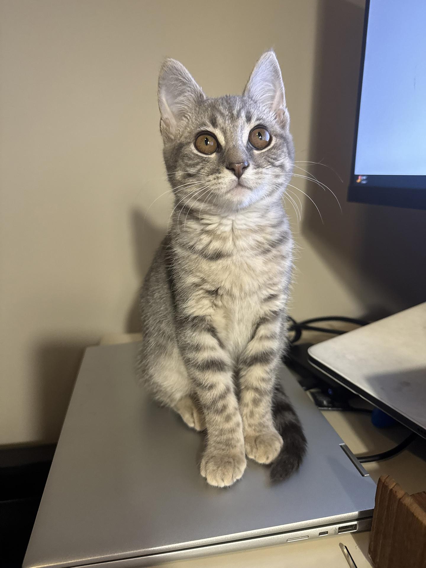 Enlarge Pignoli Aspen, an adopted Domestic Short Hair in Philadelphia, PA image 4/6