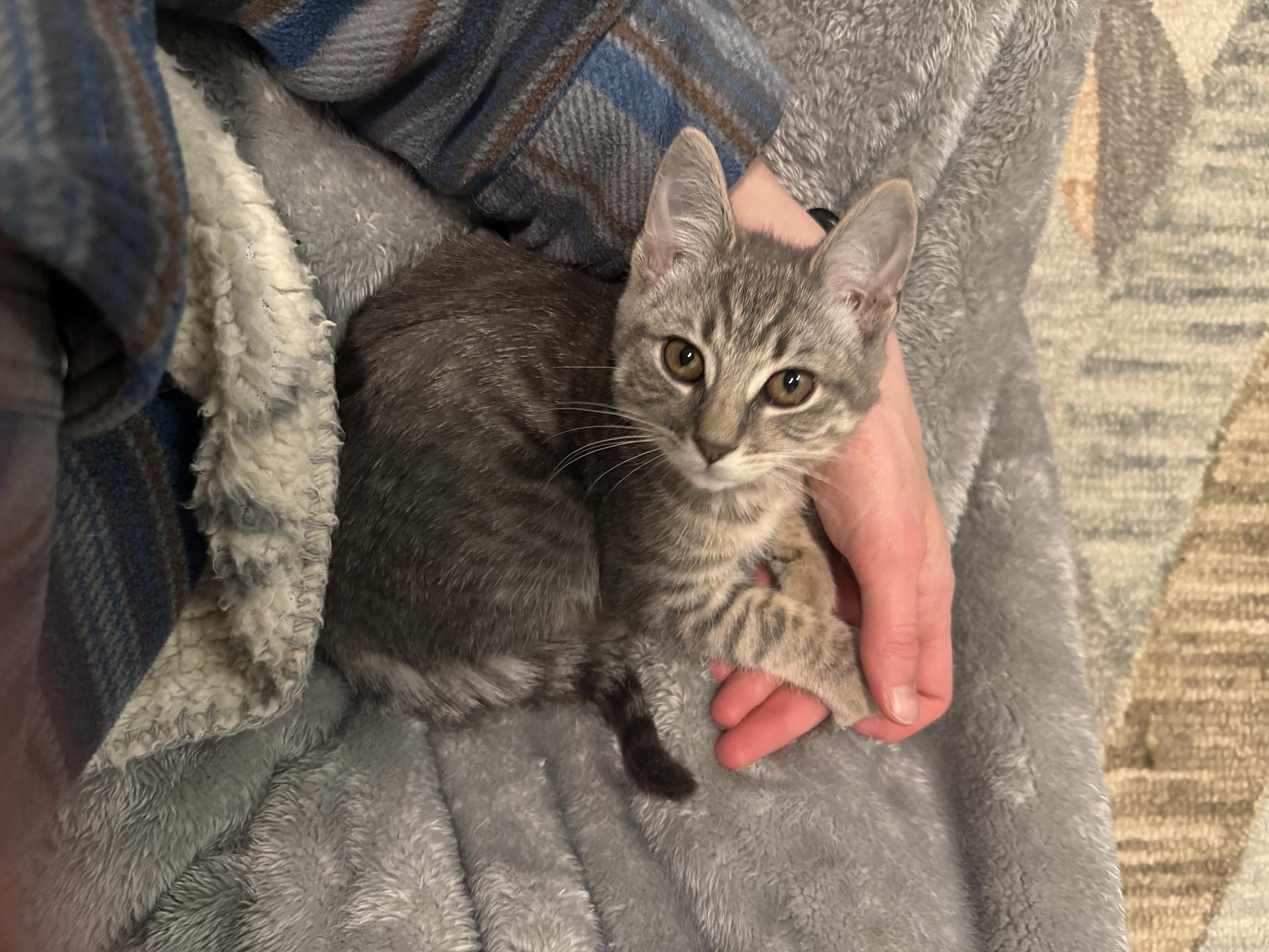 Enlarge Pignoli Aspen, an adopted Domestic Short Hair in Philadelphia, PA image 5/6