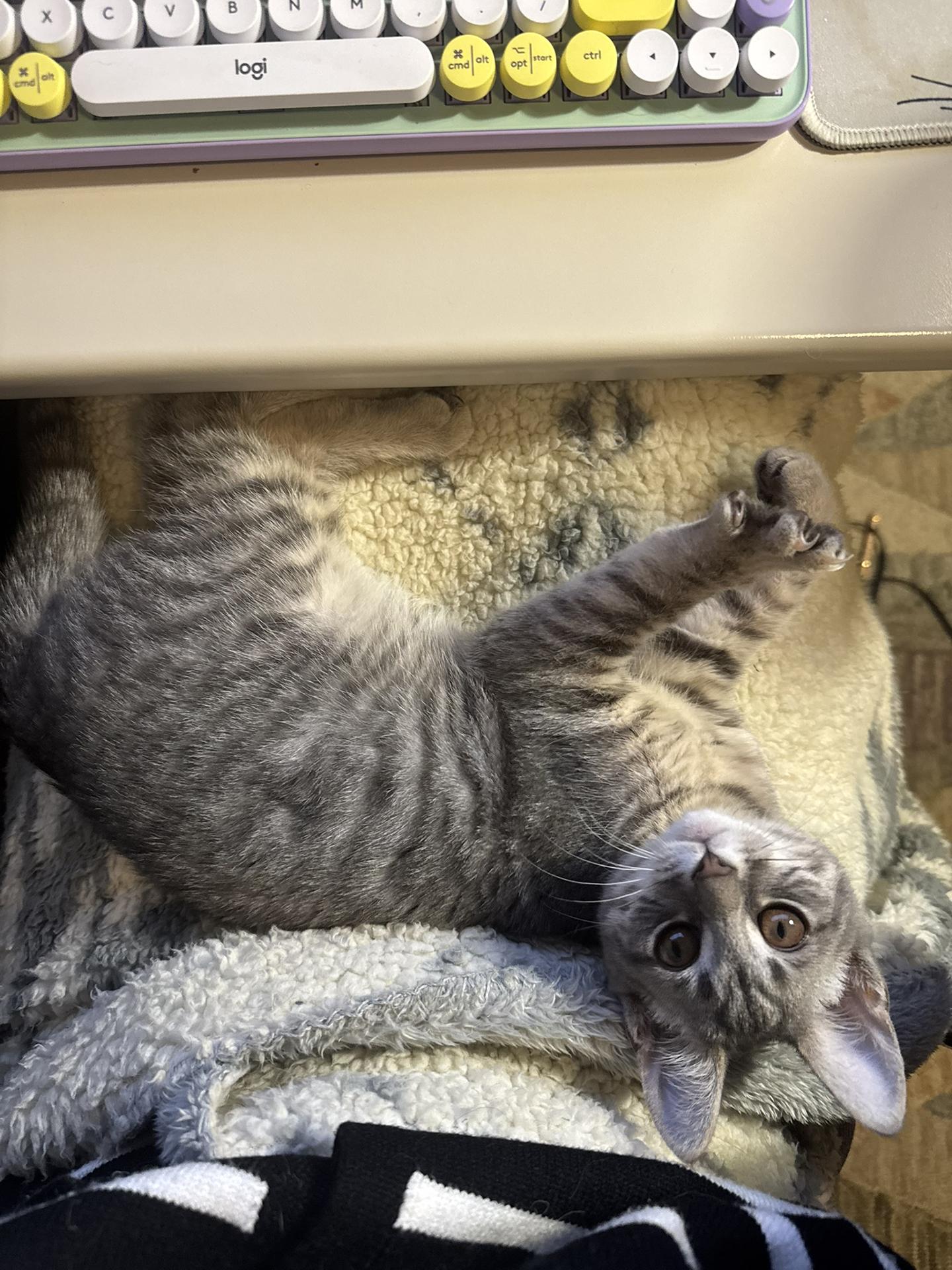 Enlarge Pignoli Aspen, an adopted Domestic Short Hair in Philadelphia, PA image 6/6