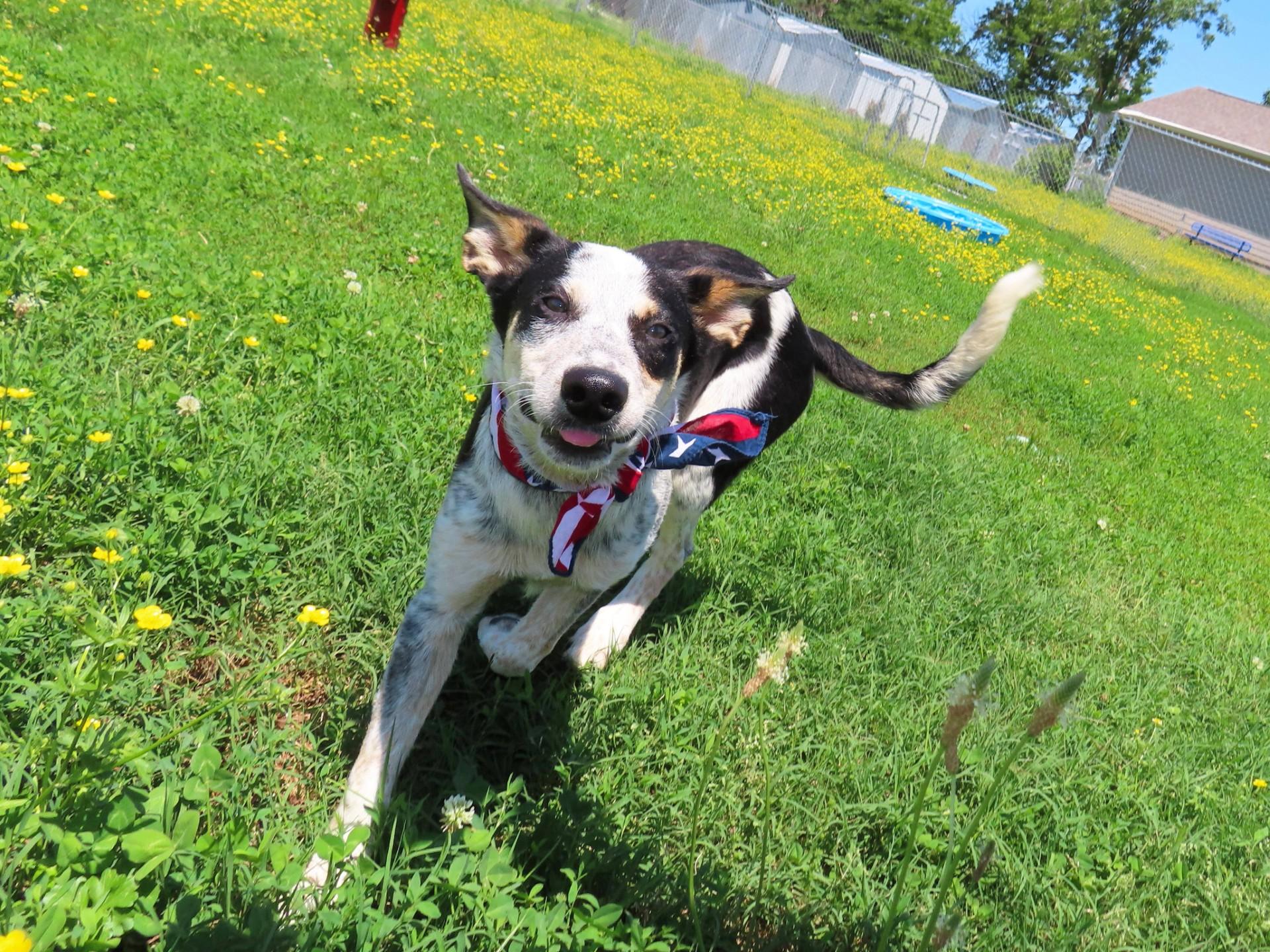 Mars, an adoptable Australian Cattle Dog / Blue Heeler, Border Collie in St. Cloud, MN, 56301 | Photo Image 1