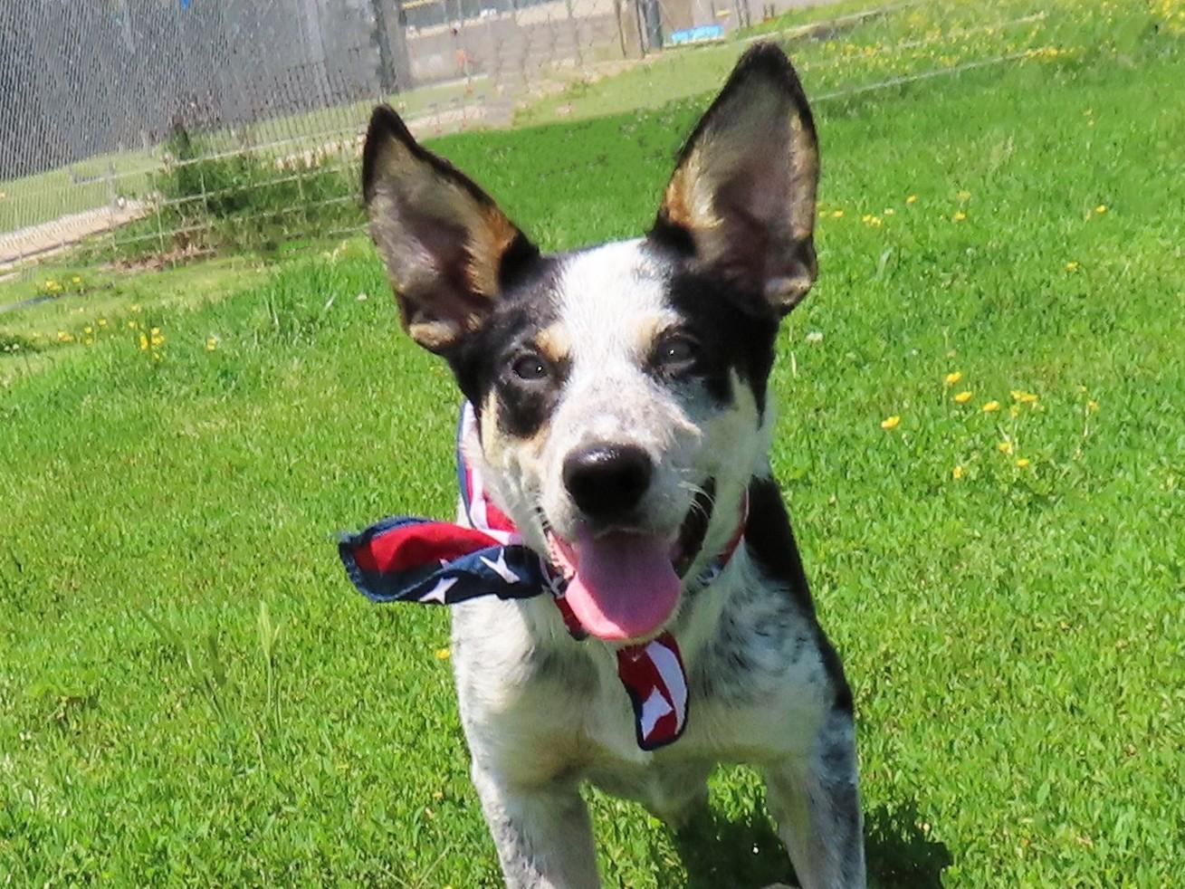 Mars, an adoptable Australian Cattle Dog / Blue Heeler, Border Collie in St. Cloud, MN, 56301 | Photo Image 4