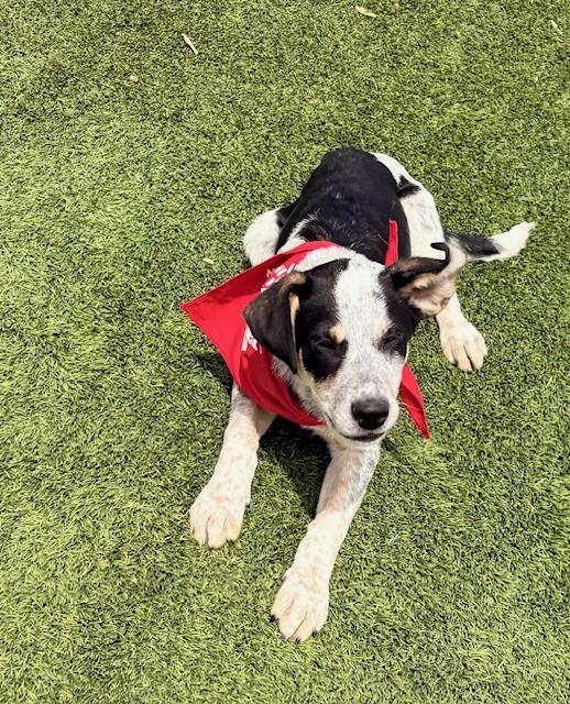 Mars, an adoptable Australian Cattle Dog / Blue Heeler, Border Collie in St. Cloud, MN, 56301 | Photo Image 2