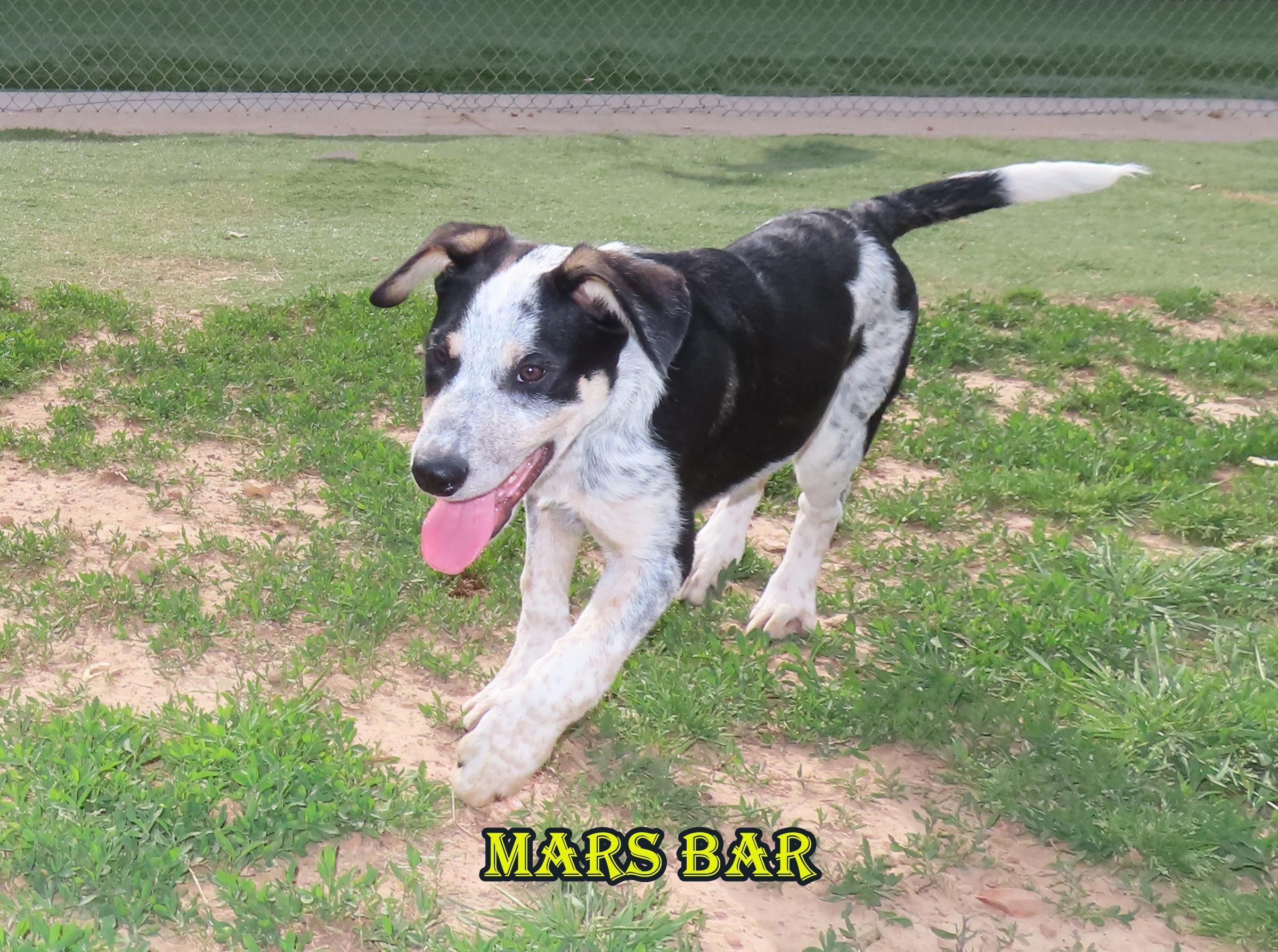Mars, an adoptable Australian Cattle Dog / Blue Heeler, Border Collie in St. Cloud, MN, 56301 | Photo Image 3