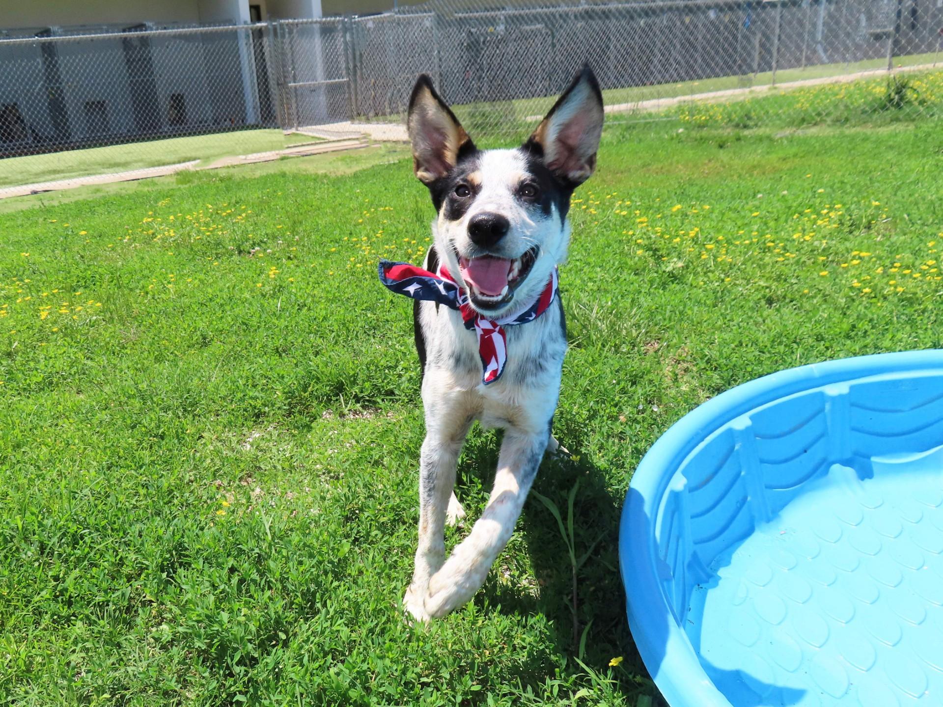 Mars, an adoptable Australian Cattle Dog / Blue Heeler, Border Collie in St. Cloud, MN, 56301 | Photo Image 5