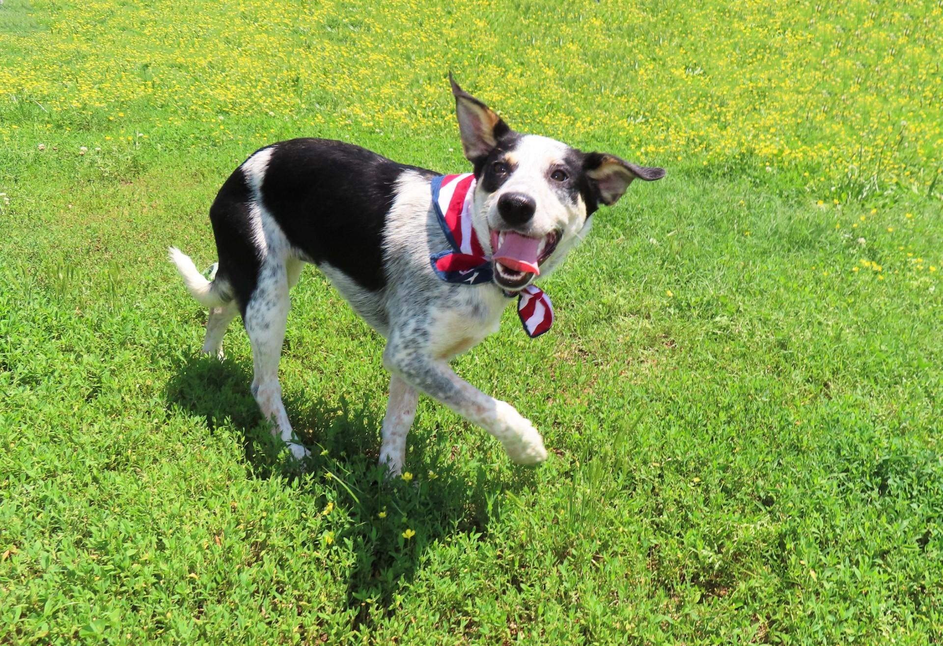 Mars, an adoptable Australian Cattle Dog / Blue Heeler, Border Collie in St. Cloud, MN, 56301 | Photo Image 6