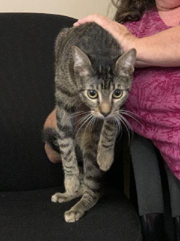 Adopt Antonio: The Handsome Tabby Who Will Steal Your Heart!