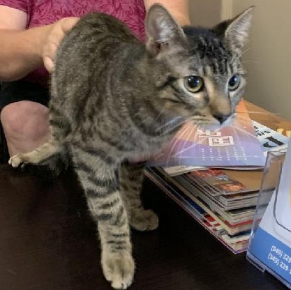 Adopt Antonio: The Handsome Tabby Who Will Steal Your Heart!, Adoptable, Young Male Tabby.