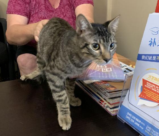 Adopt Antonio: The Handsome Tabby Who Will Steal Your Heart!, a Adoptable Tabby in Tustin, CA image 2/2