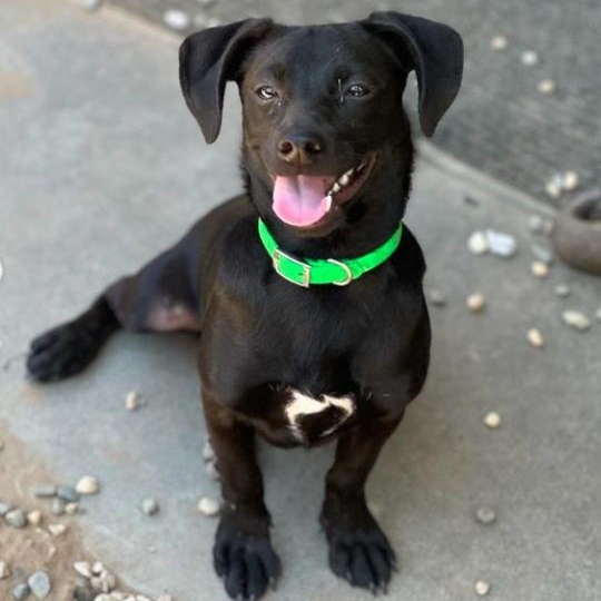 Scrappy, Adopted, Young Male Chihuahua.