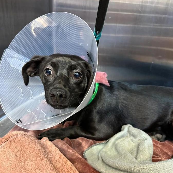 Enlarge Scrappy, a Adopted Chihuahua in SACRAMENTO, CA image 4/6