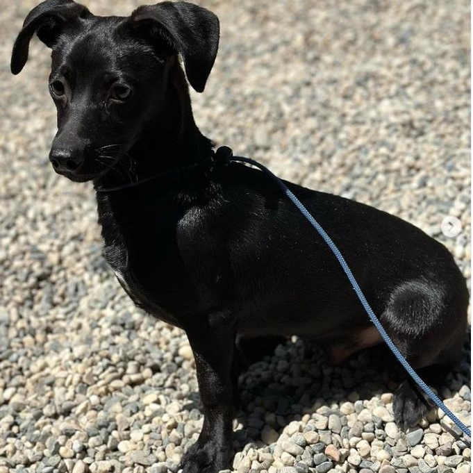 Enlarge Scrappy, a Adopted Chihuahua in SACRAMENTO, CA image 3/6