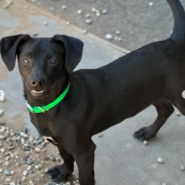 Enlarge Scrappy, a Adopted Chihuahua in SACRAMENTO, CA image 5/6