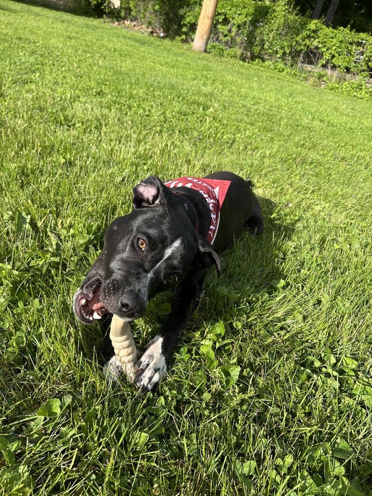 Rocky (FKA Walter 24-151 D), a Adoptable mixed breed in Lansing, MI image 1/5