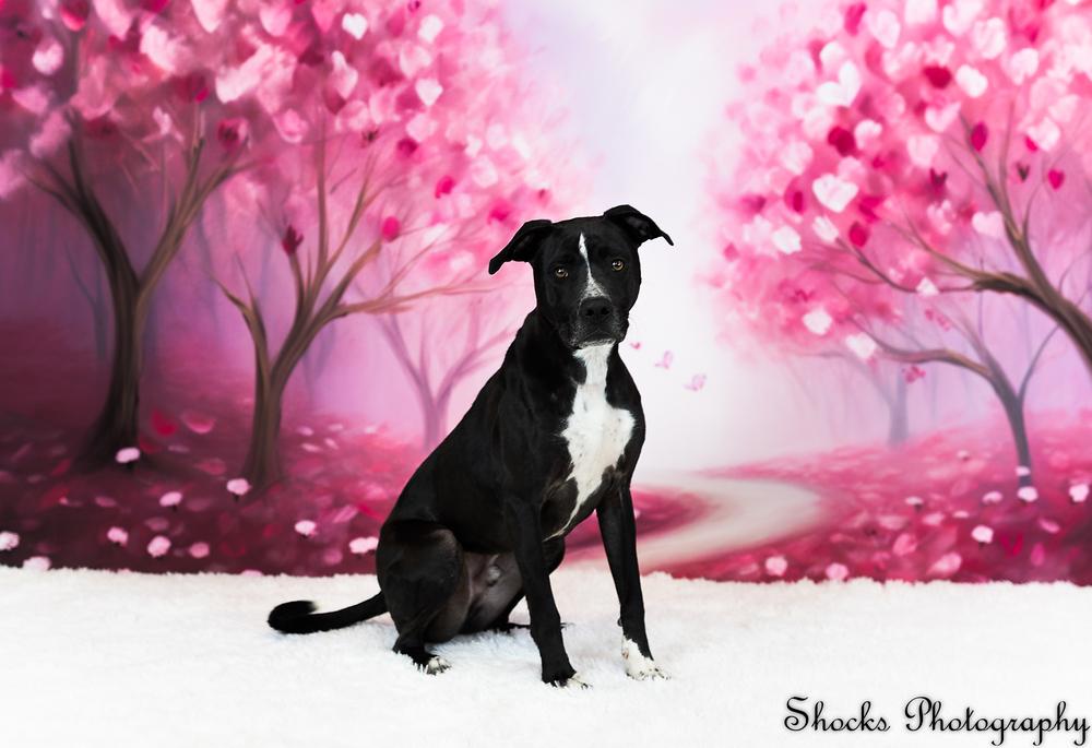 Enlarge Rocky (FKA Walter 24-151 D), a Adoptable mixed breed in Lansing, MI image 2/6