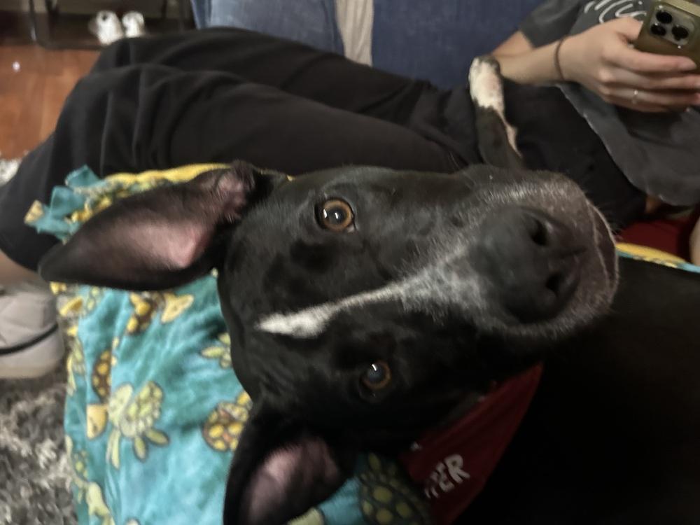 Rocky (FKA Walter 24-151 D), a Adoptable mixed breed in Lansing, MI image 2/5