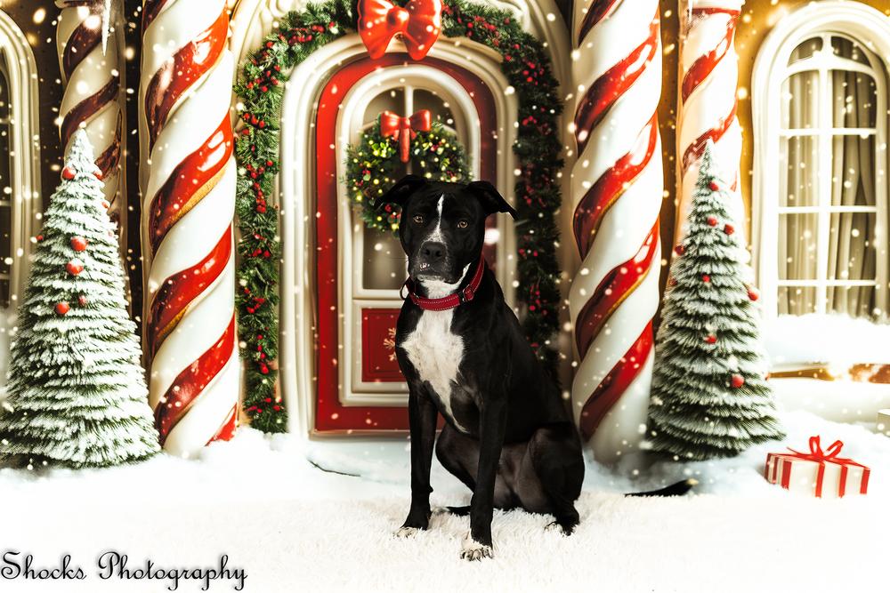 Rocky (FKA Walter 24-151 D), a Adoptable mixed breed in Lansing, MI image 3/5
