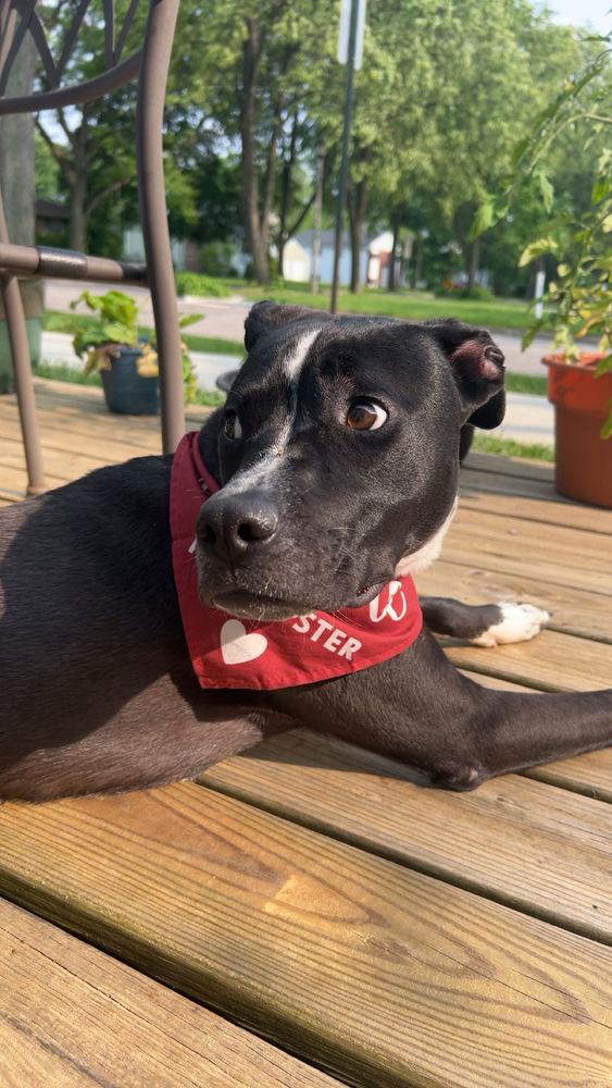 Rocky (FKA Walter 24-151 D), a Adoptable mixed breed in Lansing, MI image 4/5