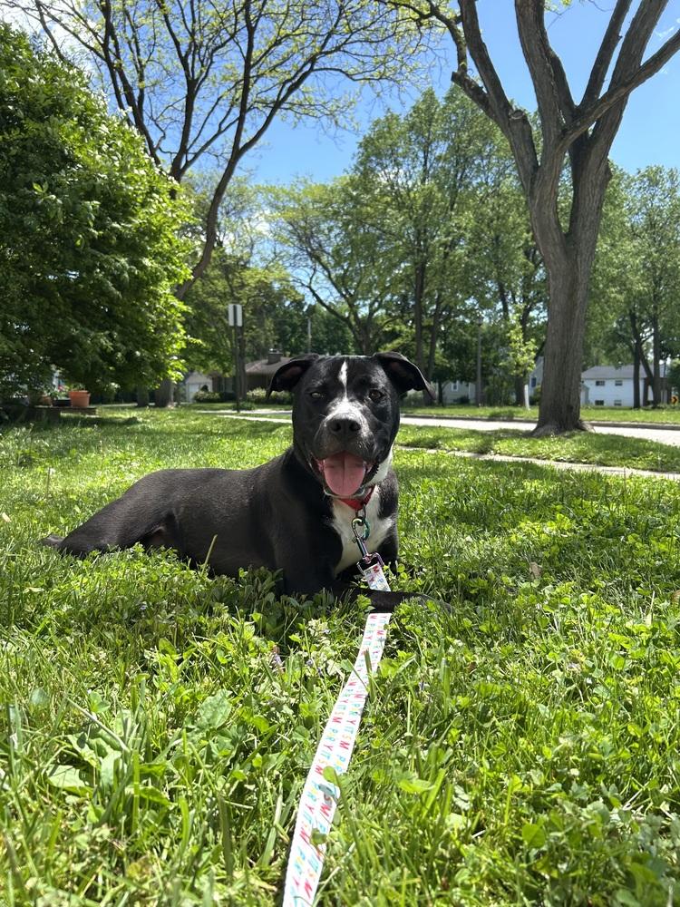 Rocky (FKA Walter 24-151 D), a Adoptable mixed breed in Lansing, MI image 5/5