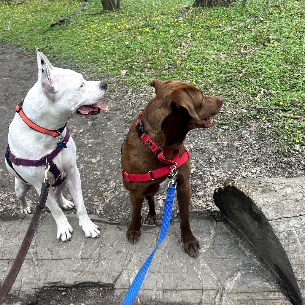 Enlarge Hawk, a Adoptable Mixed Breed in Chicago, IL image 1/6
