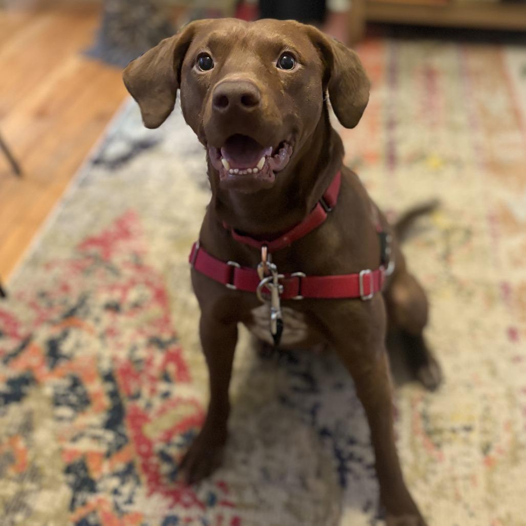 Hawk, Adoptable, Adult Male Mixed Breed.