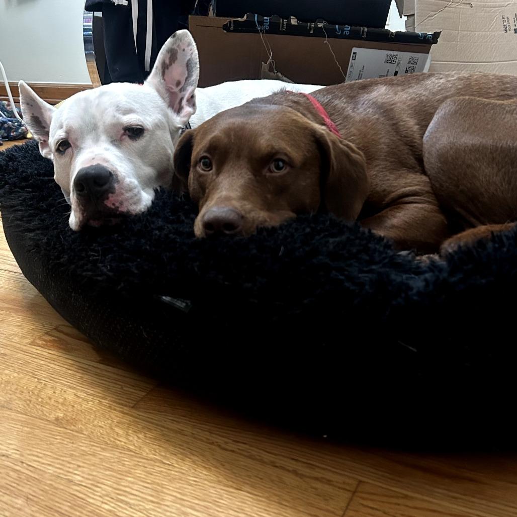 Hawk, a Adoptable Mixed Breed in Chicago, IL image 3/6