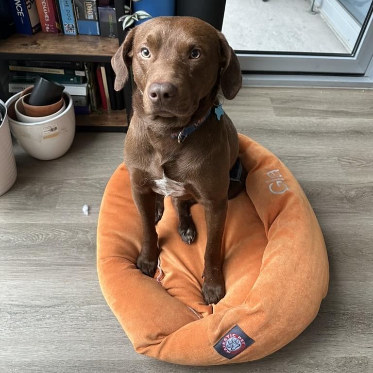 Hawk, a Adoptable Mixed Breed in Chicago, IL image 5/6