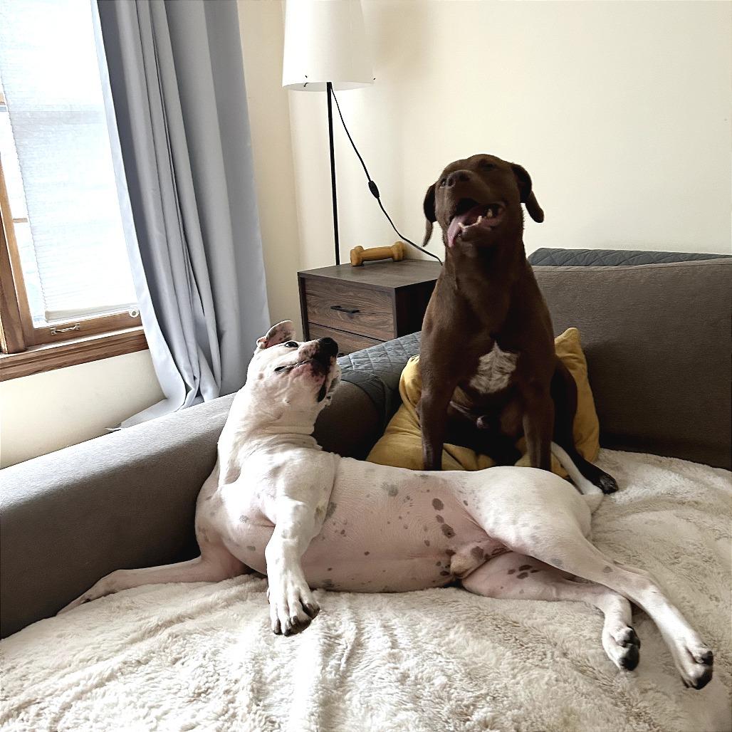 Hawk, a Adoptable Mixed Breed in Chicago, IL image 6/6