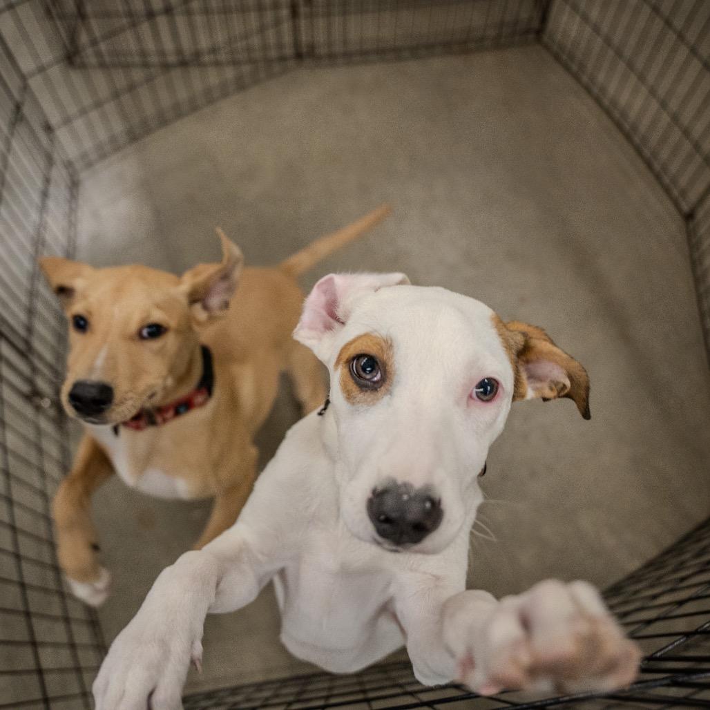 Enlarge Snowball, a Adoptable mixed breed in Pawling, NY image 1/6